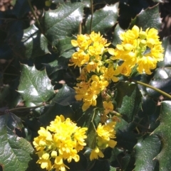 Berberis aquifolium at Campbell, ACT - 11 Sep 2021