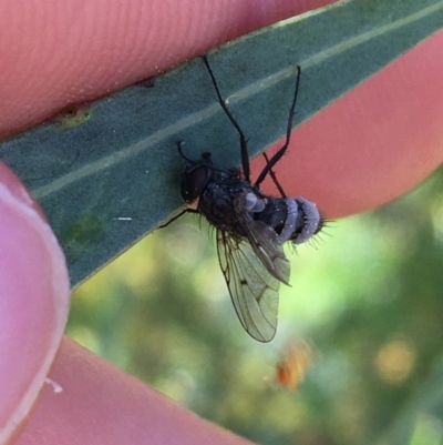 Entomophthora sp. (genus) (Puppeteer Fungus) at Mount Ainslie to Black Mountain - 11 Sep 2021 by Ned_Johnston