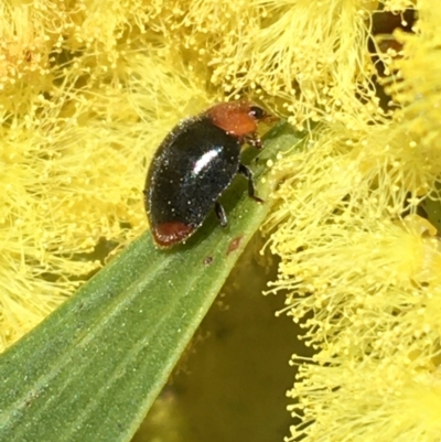 Cryptolaemus montrouzieri (Mealybug ladybird) at Campbell, ACT - 11 Sep 2021 by NedJohnston