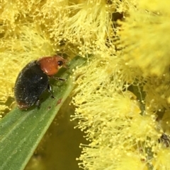 Cryptolaemus montrouzieri at Campbell, ACT - 11 Sep 2021