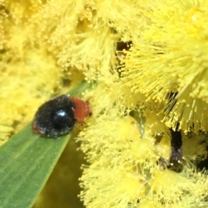 Cryptolaemus montrouzieri at Campbell, ACT - 11 Sep 2021 12:32 PM