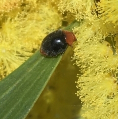 Cryptolaemus montrouzieri at Campbell, ACT - 11 Sep 2021