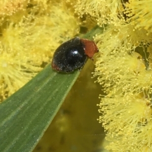 Cryptolaemus montrouzieri at Campbell, ACT - 11 Sep 2021