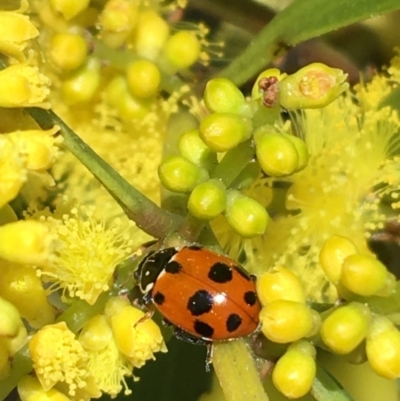 Hippodamia variegata (Spotted Amber Ladybird) at Mount Ainslie to Black Mountain - 11 Sep 2021 by Ned_Johnston