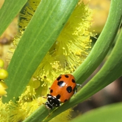 Hippodamia variegata at Campbell, ACT - 11 Sep 2021