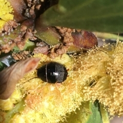 Ellipsidion sp. (genus) (A diurnal cockroach) at Mount Pleasant - 11 Sep 2021 by Ned_Johnston