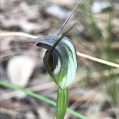 Pterostylis pedunculata (Maroonhood) at Cook, ACT - 13 Sep 2021 by MattFox