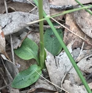 Pterostylis pedunculata at Cook, ACT - suppressed