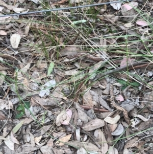 Pterostylis pedunculata at Cook, ACT - suppressed