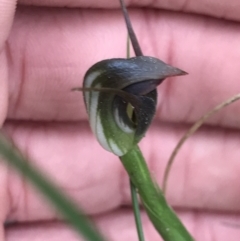 Pterostylis pedunculata at Cook, ACT - suppressed