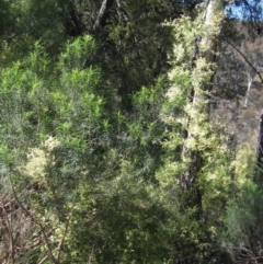 Clematis leptophylla (Small-leaf Clematis, Old Man's Beard) at Black Mountain - 11 Sep 2021 by pinnaCLE