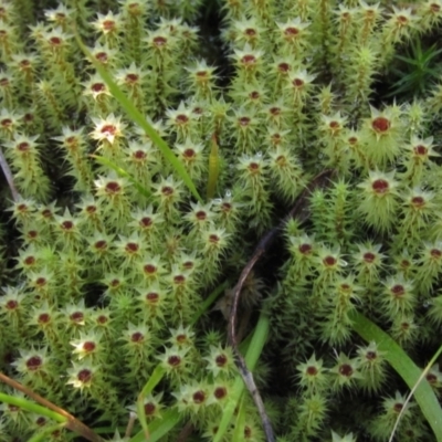 Bartramiaceae at Black Mountain - 11 Sep 2021 by pinnaCLE