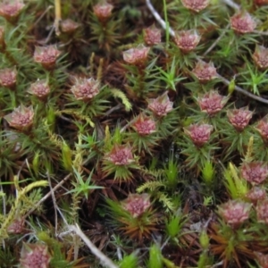 Polytrichaceae sp. (family) at Acton, ACT - 11 Sep 2021