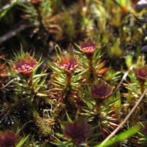 Polytrichaceae at Acton, ACT - 11 Sep 2021