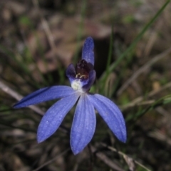 Cyanicula caerulea (Blue Fingers, Blue Fairies) at Black Mountain - 11 Sep 2021 by pinnaCLE