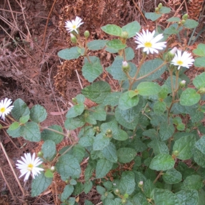 Olearia tomentosa (Toothed Daisy Bush) at Tura Beach, NSW - 13 Sep 2021 by KylieWaldon