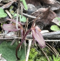 Cyrtostylis reniformis (Common gnat orchid) at Aranda, ACT - 12 Sep 2021 by MattFox