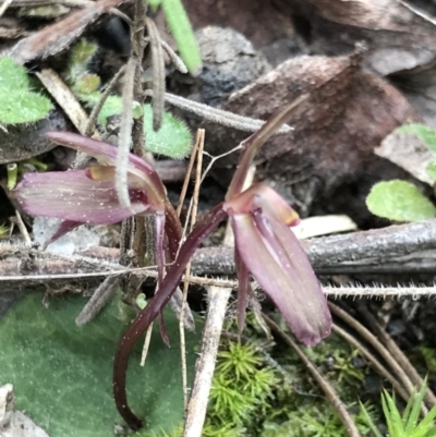 Cyrtostylis reniformis (Common Gnat Orchid) at Aranda Bushland - 12 Sep 2021 by MattFox