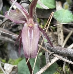 Cyrtostylis reniformis at suppressed - suppressed