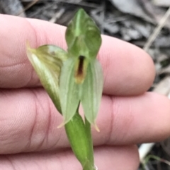 Bunochilus umbrinus (Broad-sepaled Leafy Greenhood) at Aranda, ACT - 12 Sep 2021 by MattFox
