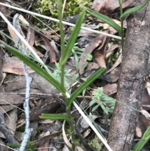 Bunochilus umbrinus (ACT) = Pterostylis umbrina (NSW) at suppressed - 13 Sep 2021