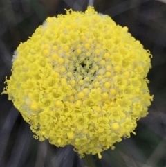 Craspedia variabilis (Common Billy Buttons) at Black Mountain - 9 Sep 2021 by MattFox