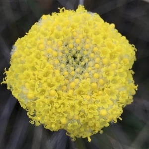 Craspedia variabilis at Downer, ACT - 9 Sep 2021