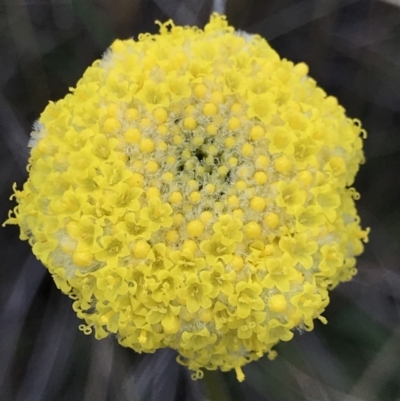 Craspedia variabilis (Common Billy Buttons) at Downer, ACT - 9 Sep 2021 by MattFox