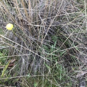 Craspedia variabilis at Downer, ACT - 9 Sep 2021