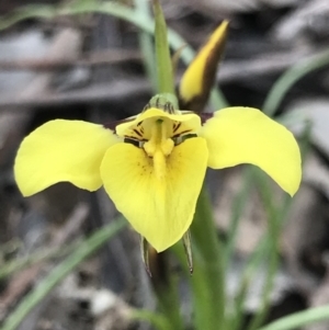 Diuris chryseopsis at Cook, ACT - 9 Sep 2021