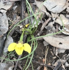 Diuris chryseopsis at Cook, ACT - 9 Sep 2021