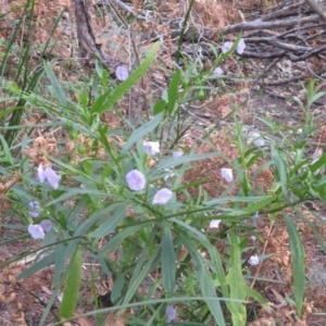 Solanum vescum at Tura Beach, NSW - 13 Sep 2021
