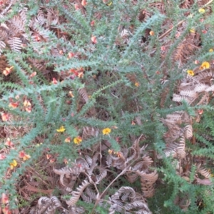 Bossiaea cordifolia at Tura Beach, NSW - 13 Sep 2021 10:17 AM