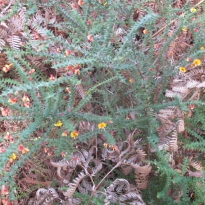 Bossiaea cordifolia (Showy Bossiaea) at Tura Beach, NSW - 13 Sep 2021 by KylieWaldon