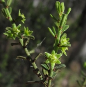 Phyllanthus occidentalis at Downer, ACT - 11 Sep 2021