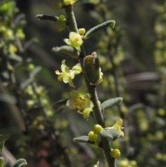 Phyllanthus occidentalis at Downer, ACT - 11 Sep 2021 12:11 PM