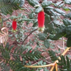 Correa reflexa (Common Correa, Native Fuchsia) at Tura Beach, NSW - 13 Sep 2021 by Kyliegw