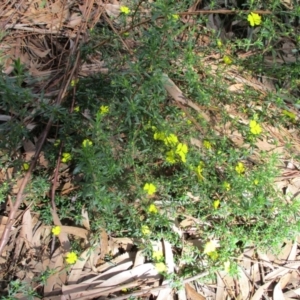 Hibbertia sp. at Tura Beach, NSW - 13 Sep 2021 10:21 AM