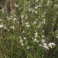 Olearia microphylla (Olearia) at Black Mountain - 9 Sep 2021 by pinnaCLE