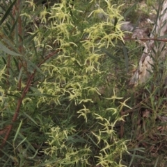 Clematis leptophylla (Small-leaf Clematis, Old Man's Beard) at Black Mountain - 9 Sep 2021 by pinnaCLE