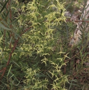 Clematis leptophylla at Downer, ACT - 9 Sep 2021 02:05 PM