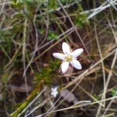 Rhytidosporum procumbens (White Marianth) at Corang, NSW - 12 Sep 2021 by LeonieWood