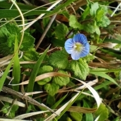 Veronica calycina (Hairy Speedwell) at Corang, NSW - 12 Sep 2021 by LeonieWood