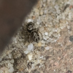 Unidentified Jumping & peacock spider (Salticidae) (TBC) at Higgins, ACT - 12 Sep 2021 by AlisonMilton