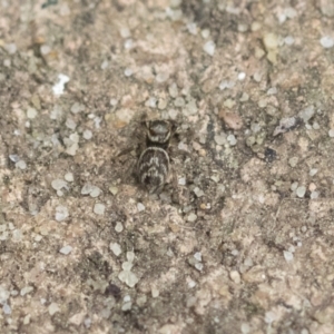 Maratus griseus at Higgins, ACT - 12 Sep 2021