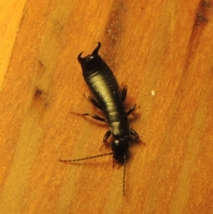 Anisolabididae (family) (Unidentified wingless earwig) at Conder, ACT - 23 Aug 2021 by MichaelBedingfield