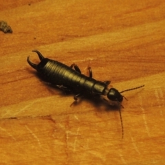 Anisolabididae (family) at Conder, ACT - 23 Aug 2021 06:03 PM