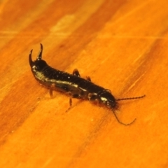 Anisolabididae (family) at Conder, ACT - 23 Aug 2021 06:03 PM