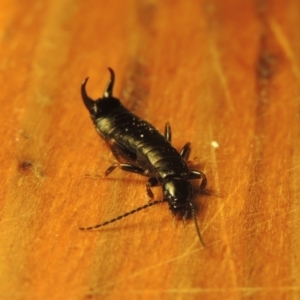 Anisolabididae (family) at Conder, ACT - 23 Aug 2021 06:03 PM