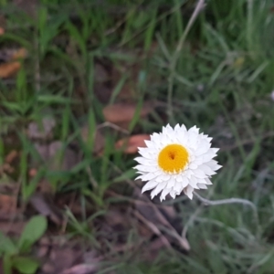 Leucochrysum albicans subsp. tricolor at Karabar, NSW - 11 Sep 2021